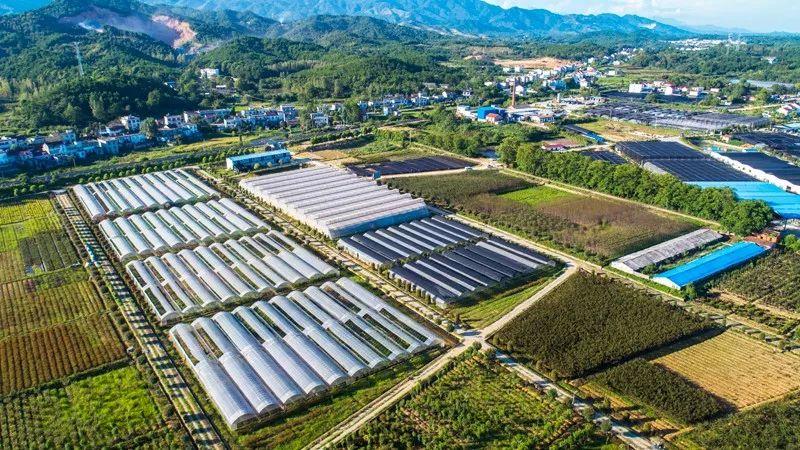 农业产业开发:一片生机勃勃的田野